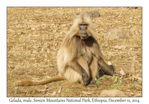 Gelada