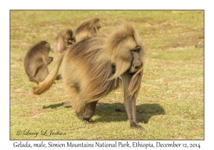 Gelada