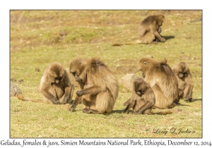 Gelada