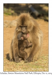 Gelada