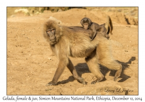 Gelada