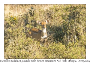 Menelik's Bushbuck