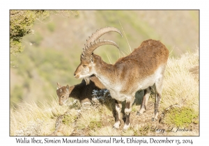 Walia Ibex