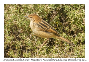 Ethiopian Cisticola