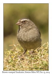 Brown-rumped Seedeater