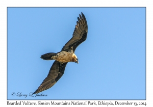 Bearded Vulture