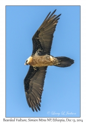 Bearded Vulture