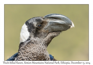 Thick-billed Raven