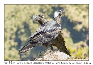 Thick-billed Ravens