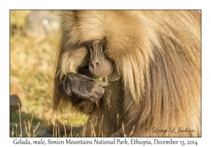 Gelada