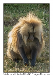 Gelada