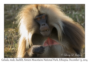 Gelada