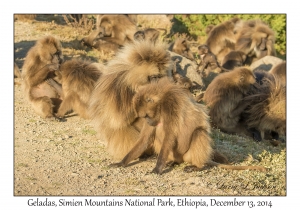 Gelada