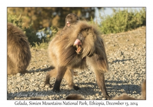 Gelada