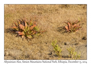 Abyssinian Aloe