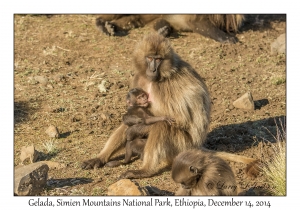 Gelada