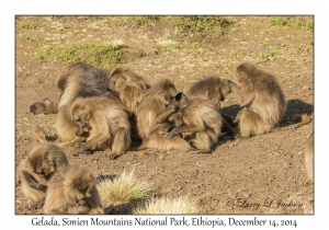 Gelada