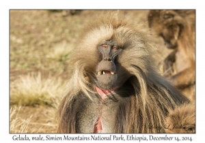 Gelada