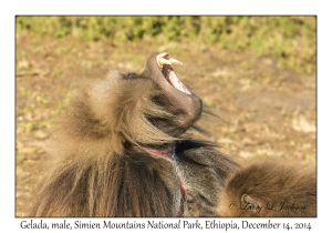 Gelada