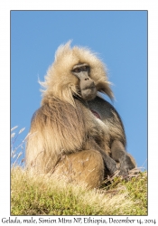 Gelada