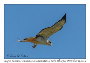 Augur Buzzard