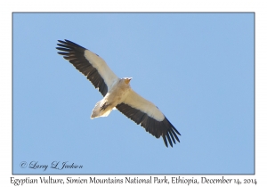 Egyptian Vulture