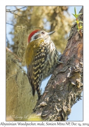 Abyssinian Woodpecker