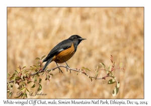 White-einged Cliff Chat