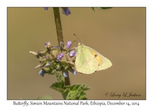 Unknown Butterfly