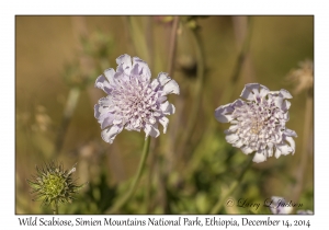 Wild Scabiose