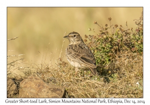 Greater Short-toed Lark