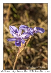 2014-12-14#0930 Iris, Simien Mtns NP, Ethiopia