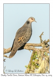 Dusky Turtle Dove