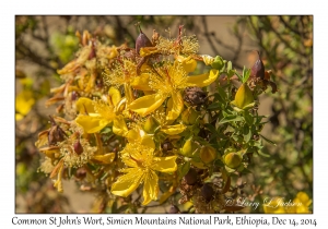 Common St. John's Wort