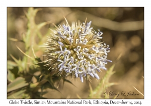 Globe Thistle