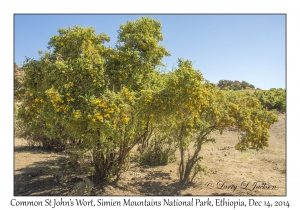 Common St. John's Wort