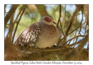 Speckled Pigeon