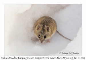 Preble's Meadow Jumping Mouse