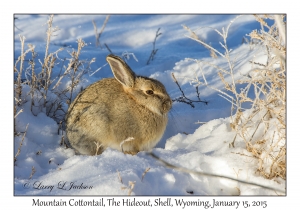 Mountain Cottontail