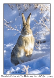 Mountain Cottontail