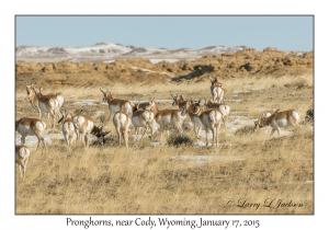 Pronghorns