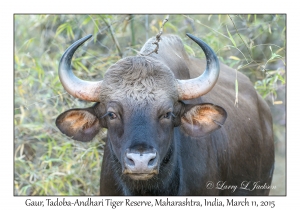 Gaur