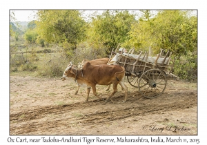 Ox Cart