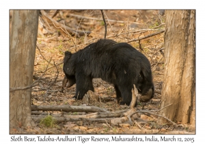 Sloth Bear