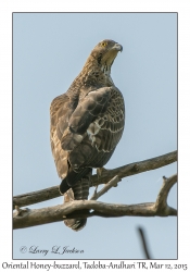 Oriental Honey-buzzard, immature