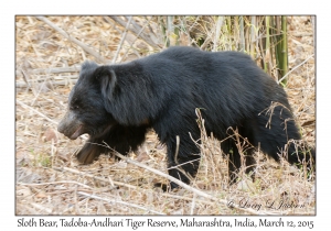 Sloth Bear