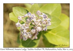 Giant Milkweed flowers