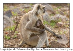 Langurs