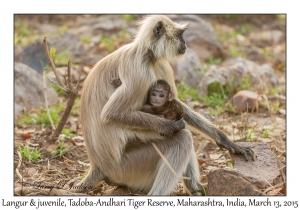 Langurs