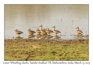 Lesser Whistling-ducks